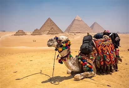 Camel in front of pyramids backdrop